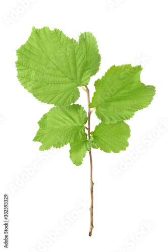 Green leaves on a branch common hazel isolated on a white background