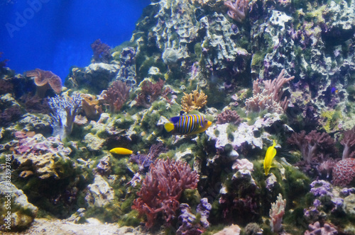 coral Pygoplites diacanthus Zebrasoma underwater  tropical fish