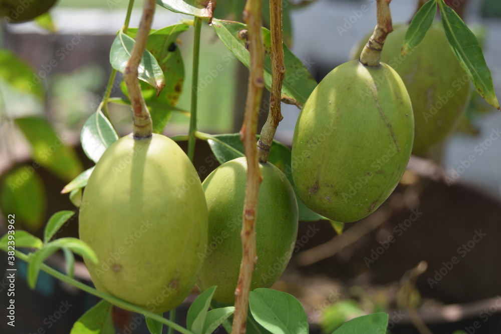 Very tasty spondias mombin in the garden, yellow mombin, hog plum Very tasty spondias mombin in the garden, yellow mombin, hog plum