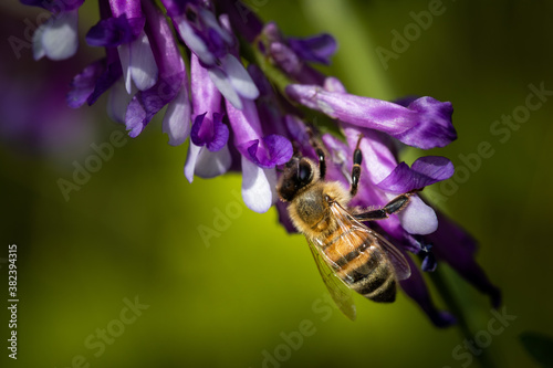 Bee on a purple flower collecting pollen and nectar for the hive © photografiero