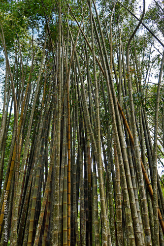 Giant bamboo or dragon bamboo  Dendrocalamus giganteus   Rio de Janeiro  Brazil