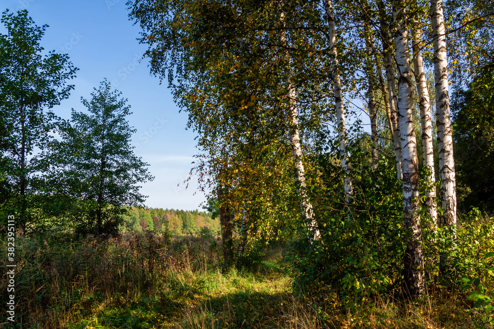 Zalew Czapielówka położony w Puszczy Knyszyńskiej to ostoja spokoju, piękna i ciszy, Podlasie, Polska