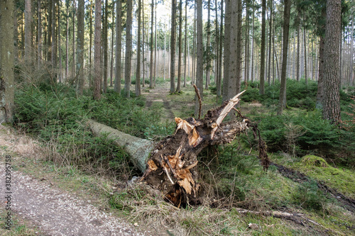 In einem Nadelwald ist ein Baum nach einem heftigen Sturm entwurzelt und neben einem Waldweg umgefallen