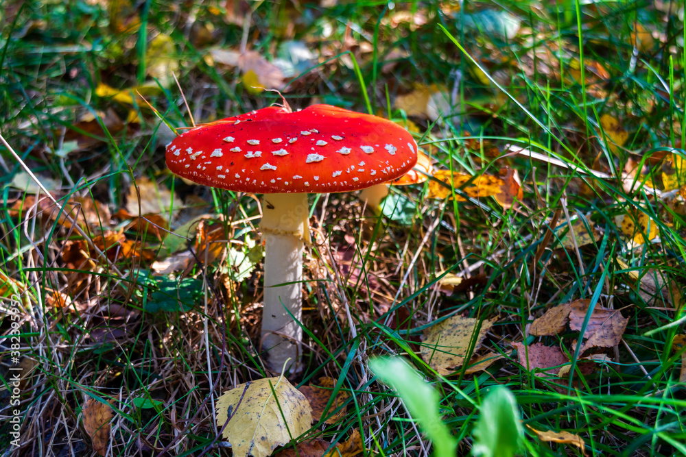 Zalew Czapielówka położony w Puszczy Knyszyńskiej to ostoja spokoju, piękna i ciszy, Podlasie, Polska Zalew Czapielówka położony w Puszczy Knyszyńskiej to ostoja spokoju, piękna i ciszy, Podlasie, Polska