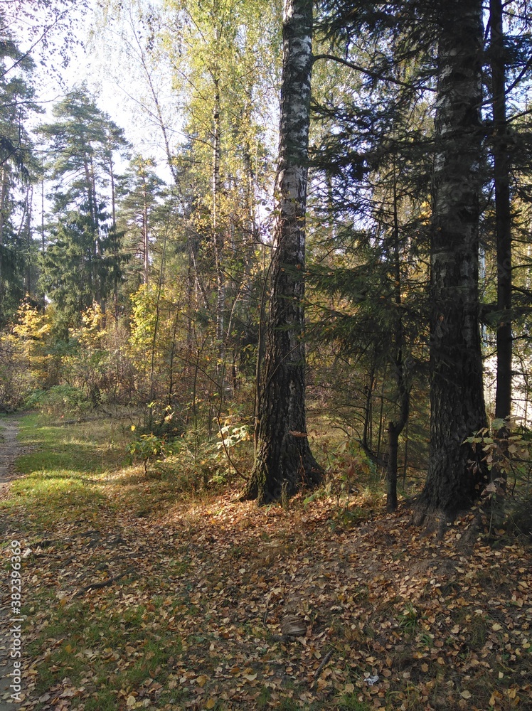 autumn in the forest