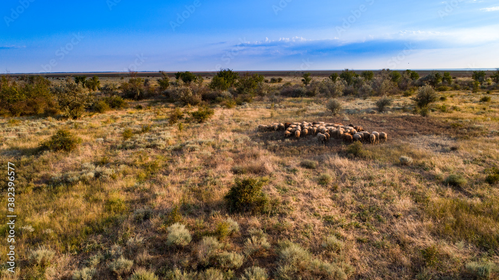 Naklejka premium Flock of wild sheep