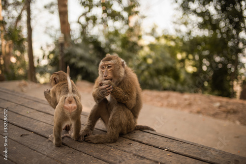 Two monkeys on a wooden old shabby dark background. Family life and behavior of monkeys in the wild.Thailand Phuket Monkey Mountain. © Andrii