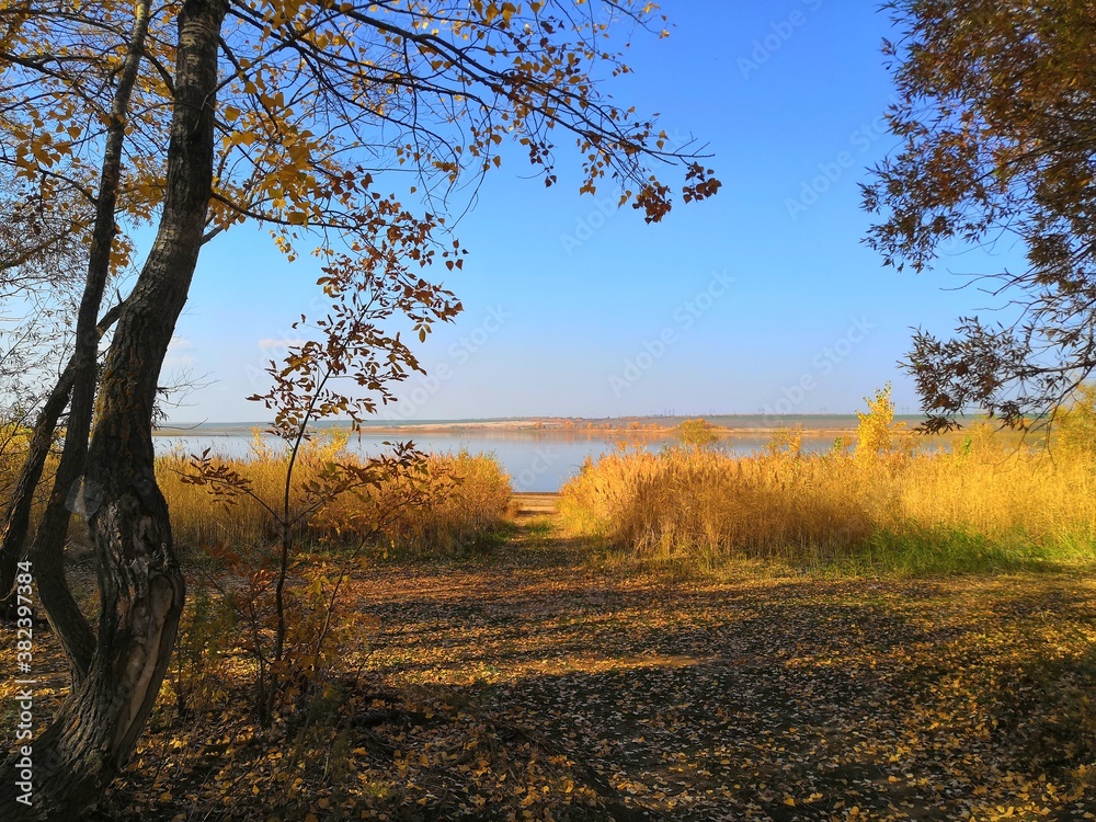 Fototapeta premium tree in autumn