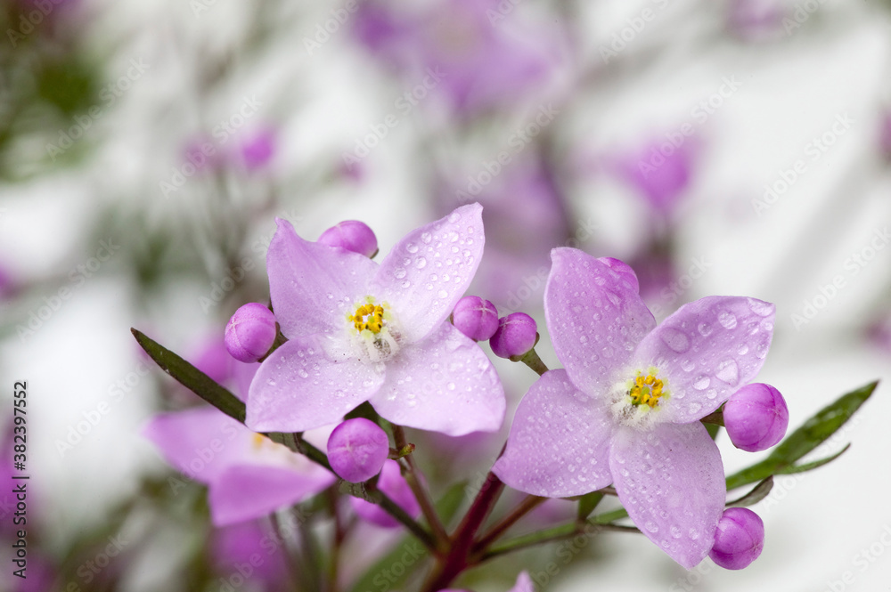 Fototapeta premium ボロニアピナータの花