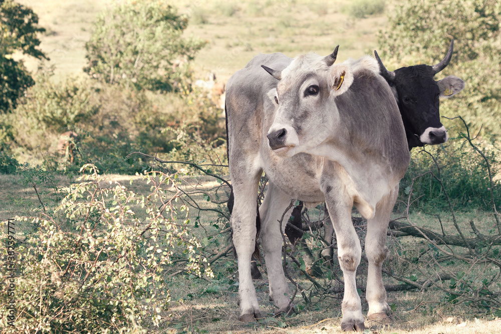 Fototapeta premium Two young Istrian cattle on pasture,Istria, Croatia.