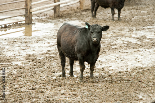 飼育場の肉牛