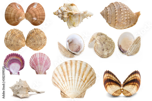 Set of sea shells(Bolinus brandarisn,Acanthocardia tuberculata,Callista chione,Galeodea echinophora,Venus verrucosa,Hexaplex trunculus,Pectinidae,Pecten jacobaeus) from the Adriatic Sea isolated  photo