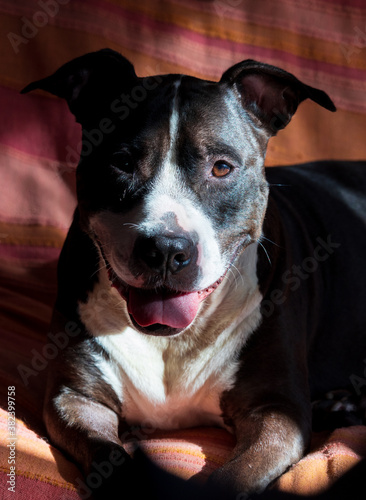 American staffordshire terrier smiling on sofa in golden hour