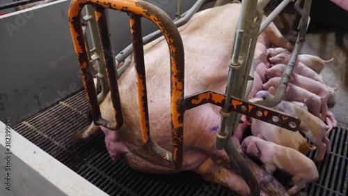 Piglets and pigs in a pig farm in Hungary. The piglets are suckling.