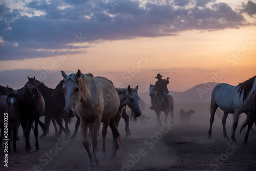Fototapeta Naklejka Na Ścianę i Meble -  Wild horses run in foggy at sunset. Wild horses are running in dust. Near Hormetci Village, between Cappadocia and Kayseri, Turkey