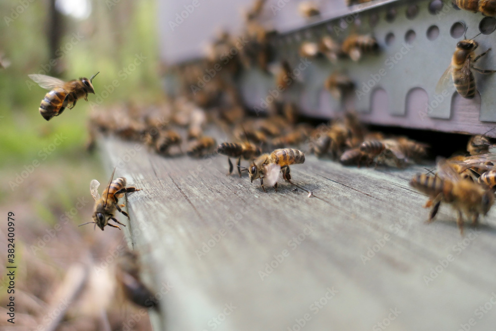 Abeilles devant la ruche Abeilles devant la ruche