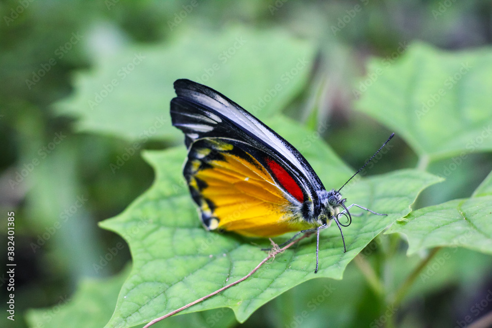 Fototapeta premium Beautiful yellow butterfly on the leaf with green background.