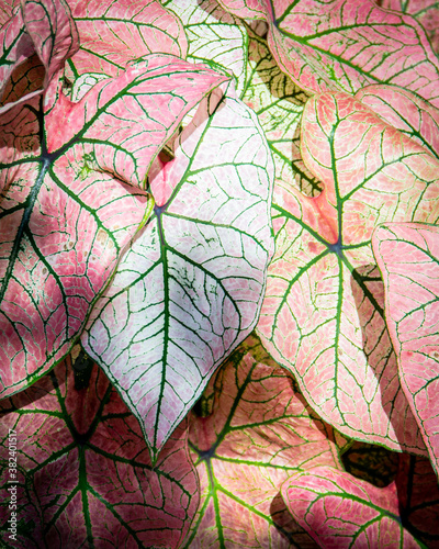 Design of overlapping pink Caladium leaves in sun and shadow