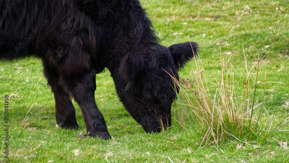 Moorland livestock on the in autumn, Bodmin Moor, Cornwall. Moorland livestock on the in autumn, Bodmin Moor, Cornwall.