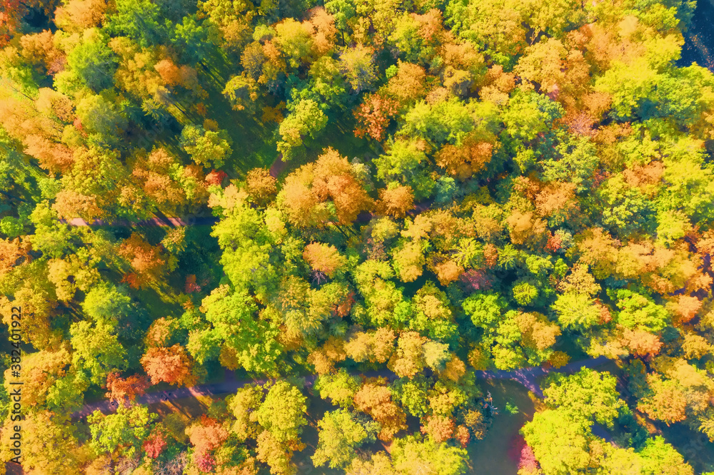 Beautiful autumn park dense forest aerial view. Beautiful autumn park dense forest aerial view.