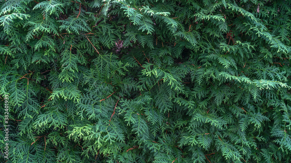 background of green branches