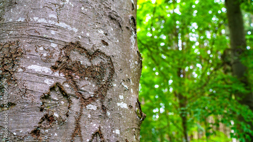 tree in the forest