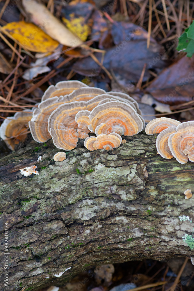 mushrooms on fallen tree on forest floor with fall leaves mushrooms on fallen tree on forest floor with fall leaves