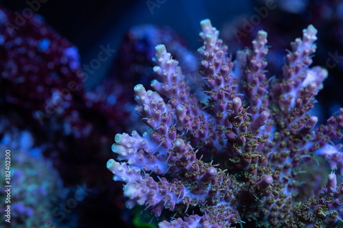 Beautiful acropora sps coral in coral reef aquarium tank. Macro shot. Selective focus. photo