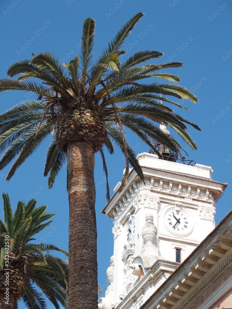 Palme und Uhrenturm in Ajaccio Korsika palm tree and clock tower in Ajaccio Corsica France