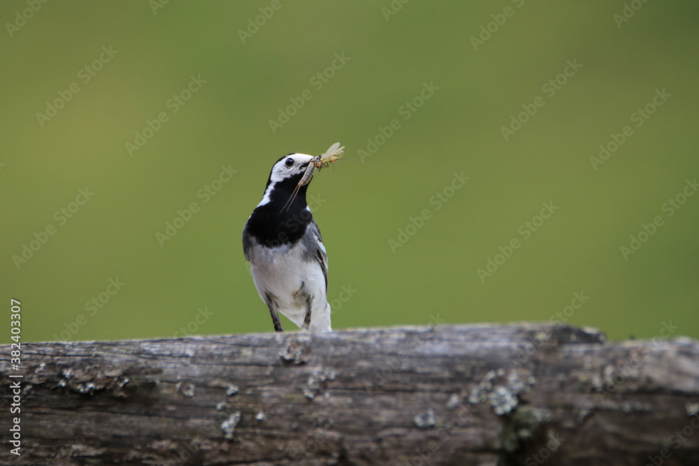 Naklejka premium White wagtail_Motacilla alba on the hunf