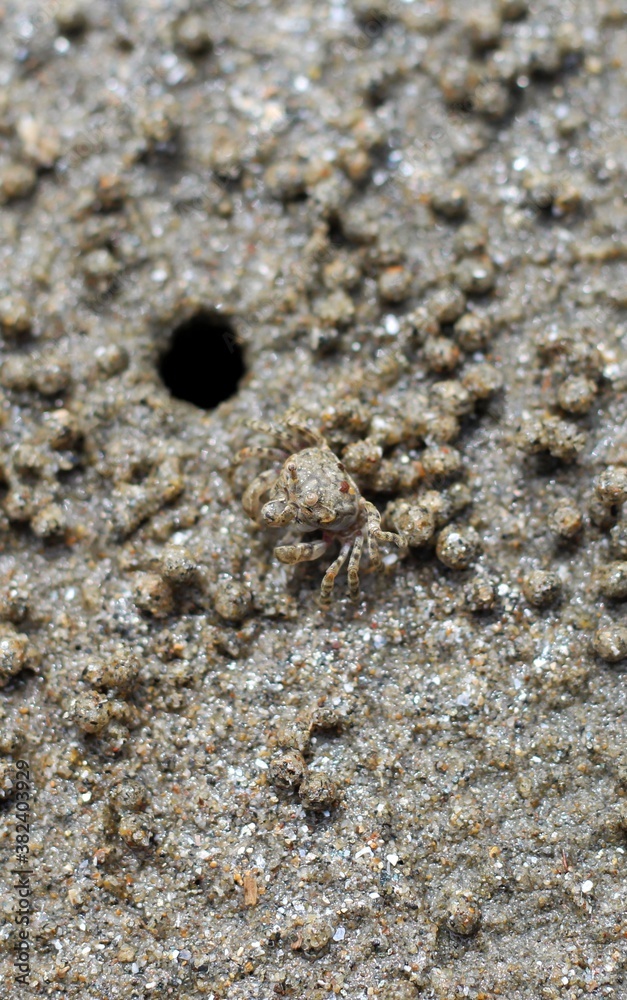 The beautiful sea crab that is making the house by the sea because of the protection of the sea is coming up.