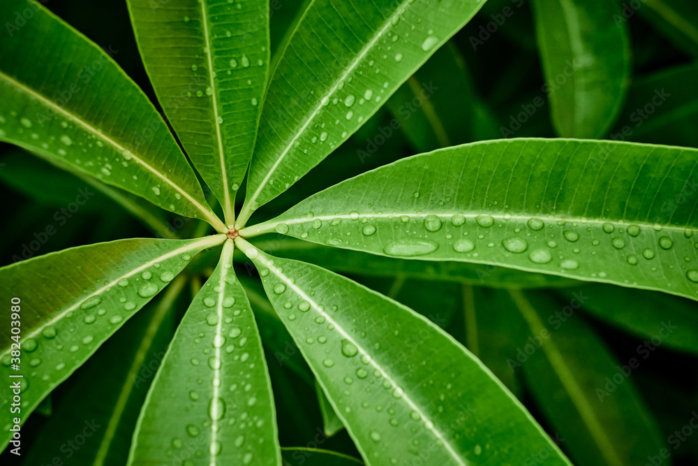Close up of Drops of water on Plumeria leaves Close up of Drops of water on Plumeria leaves