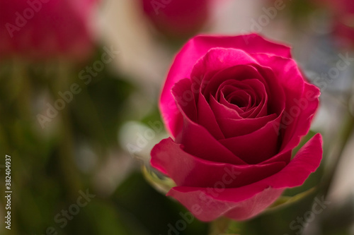 Bright red rose on blurred background Soft focus