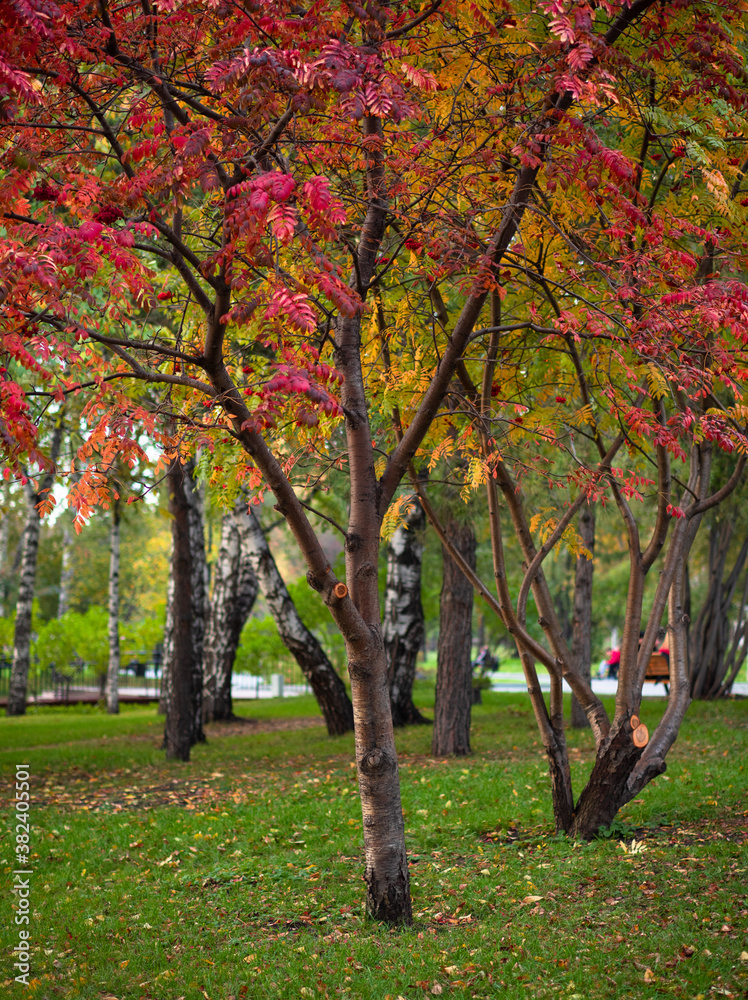 Fototapeta premium colorful autumn tree in the park