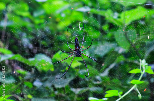 Spider sitting on web with green background. Spider making a web.