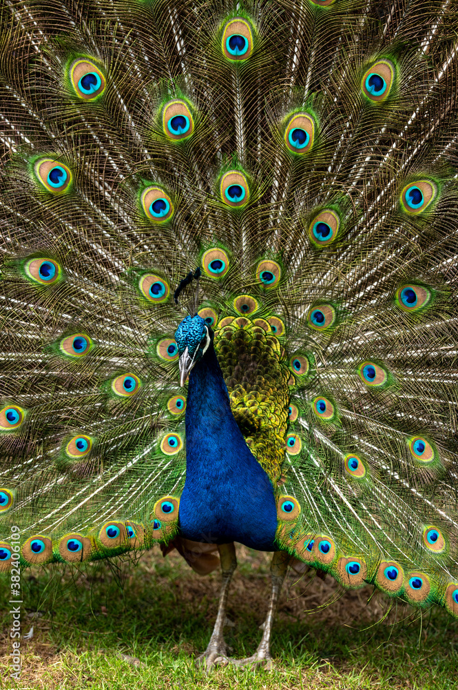 Naklejka premium Male peacock bird, Pavo cristatus, squarking with full display tail feathers