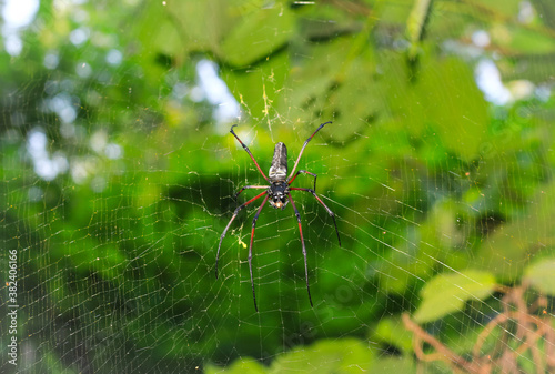 Spider sitting on web with green background. Spider hunting.