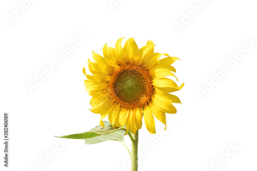 sunflower isolated on white background