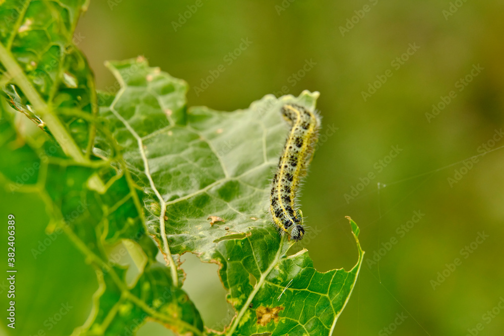 Fototapeta premium Yellow-green shaggy with black dots caterpillar destroys fresh foliage. Pests threaten the garden site.