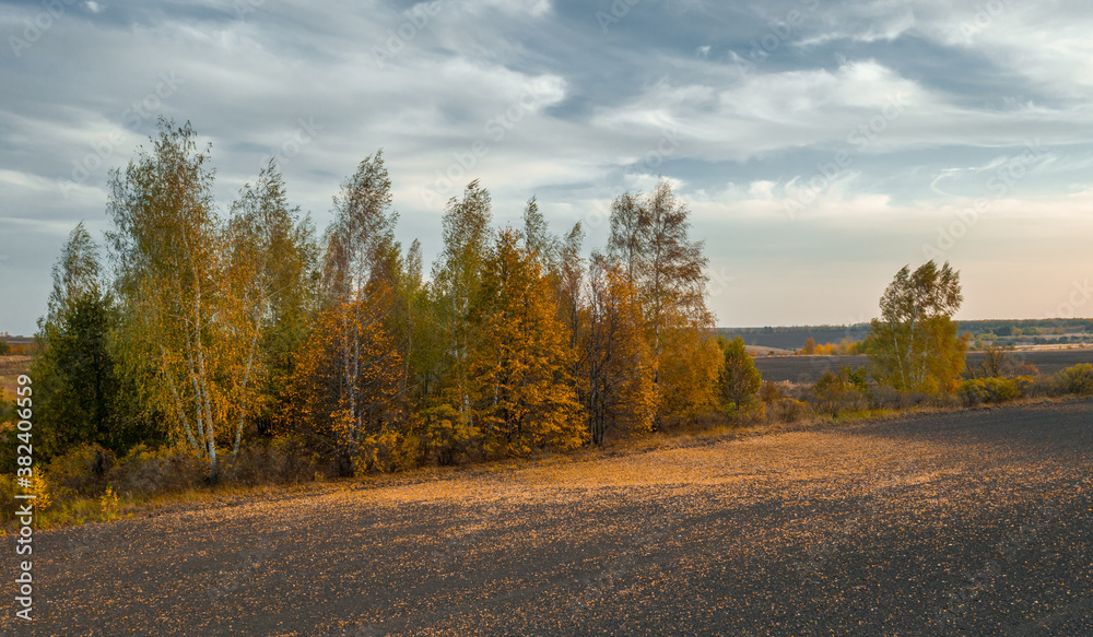 Autumn trees with yellow-red foliage showering the ground with fallen leaves, aerial Autumn trees with yellow-red foliage showering the ground with fallen leaves, aerial
