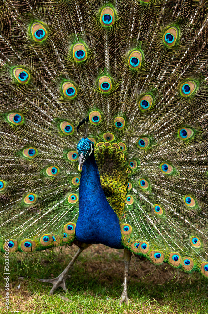 Naklejka premium Male peacock bird, Pavo cristatus, squarking with full display tail feathers