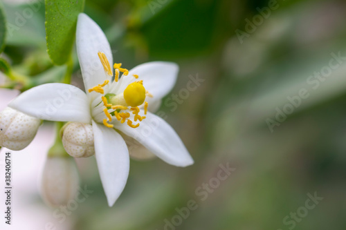 Lemon flower on the tree with blurred background. selective focus.