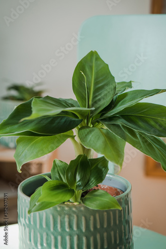 Musa tropicana, dwarf cavendish banana plant, new green shoots, indoor