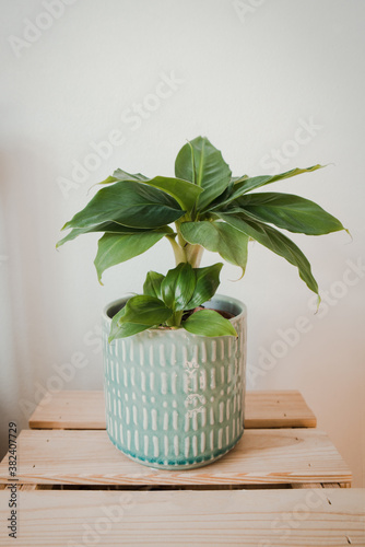 Musa tropicana, dwarf cavendish banana plant, new green shoots, indoor