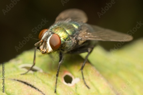 fly on a leaf head detail