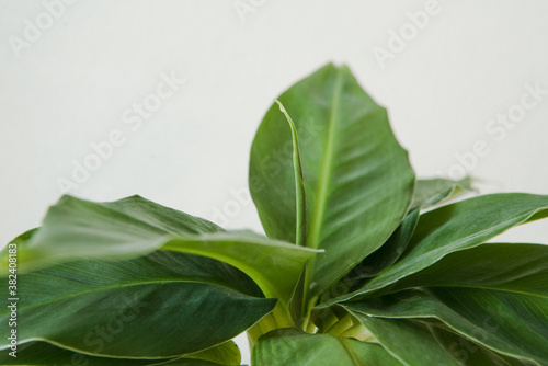 Musa tropicana, dwarf cavendish banana plant, indoor