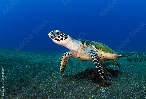 Hawksbill sea turtle is swimming in coral reefs. Underwater world of Bali, Indonesia. 