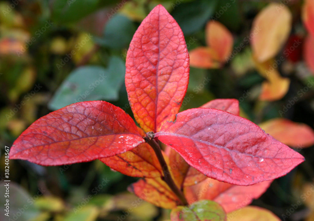 Branch of reddened autumn leaves