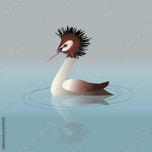 
A vector illustration of a great crested grebe swimming in the water.