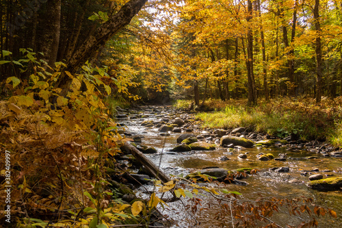 Fototapeta Naklejka Na Ścianę i Meble -  Autumnal view of a peaceful stream surrounded by forest, in Canada
